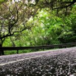 みかも山公園　桜道