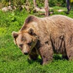 クマ出没情報